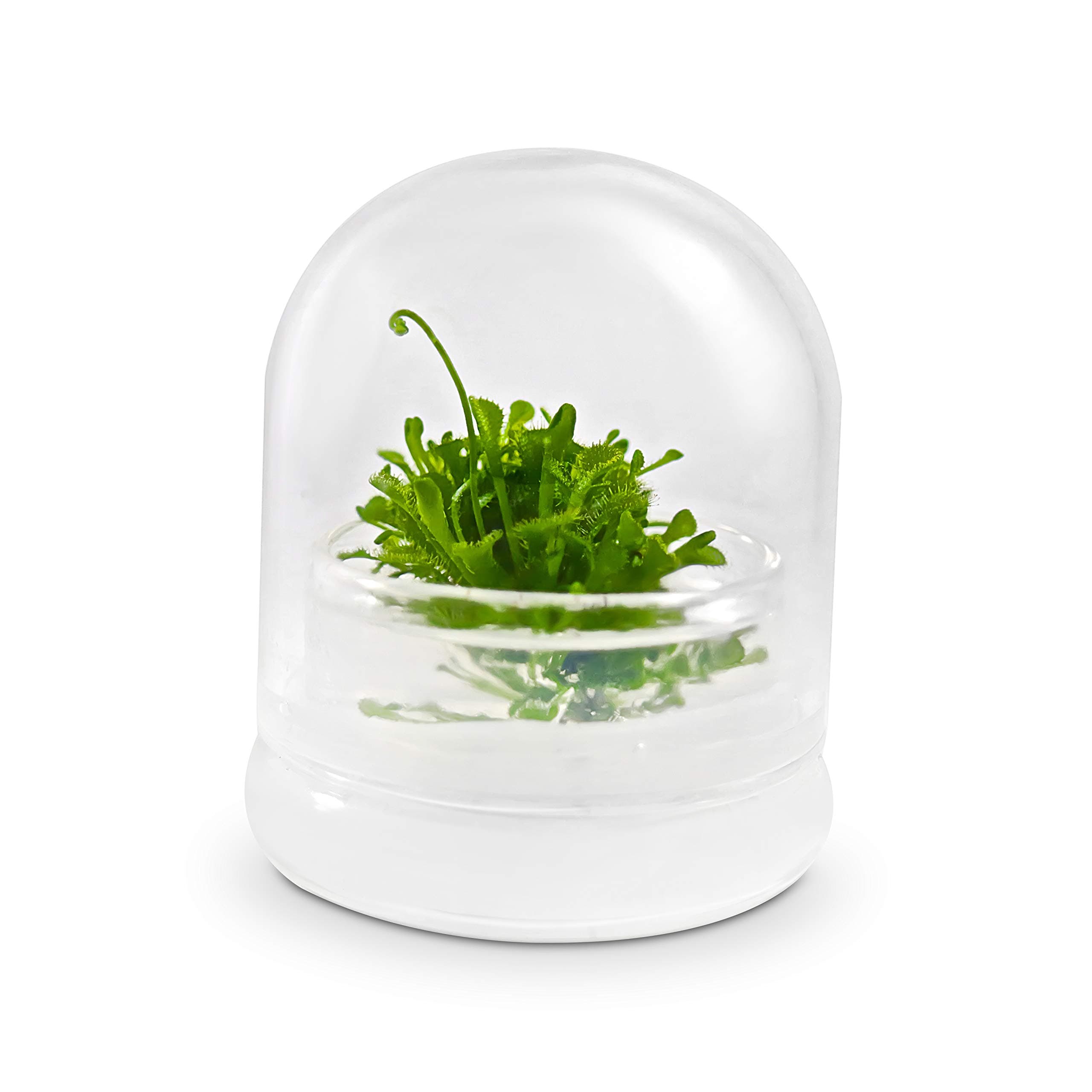 Live Sundew Plant Terrarium – Enclosed Ecosystem with Zero Maintenance – Unique Ecosphere Plants for Home Décor – Drosera Spatula Sundew Plant –Great Gift – Self-Sustaining Terrarium