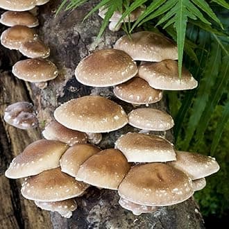 Shiitake Mushroom Mycelium Plug Spawn - 100 Count - Grow Edible Gourmet & Medicinal Shitake Fungi On Trees & Logs