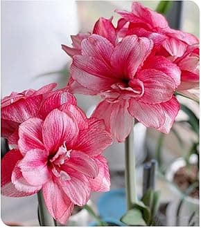 Amarylli Planting Pots to Grow to Grow Surprise Fall or Spring Indoor or Outdoor Professional-1 Bulb-a