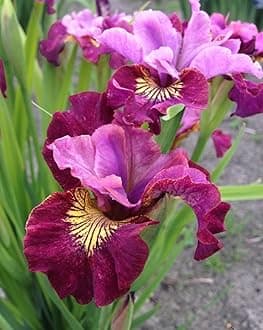 SVG® Dutch Iris Flower Bulbs for Your Home and Gardening Pack of 2 Bulbs (PINK)
