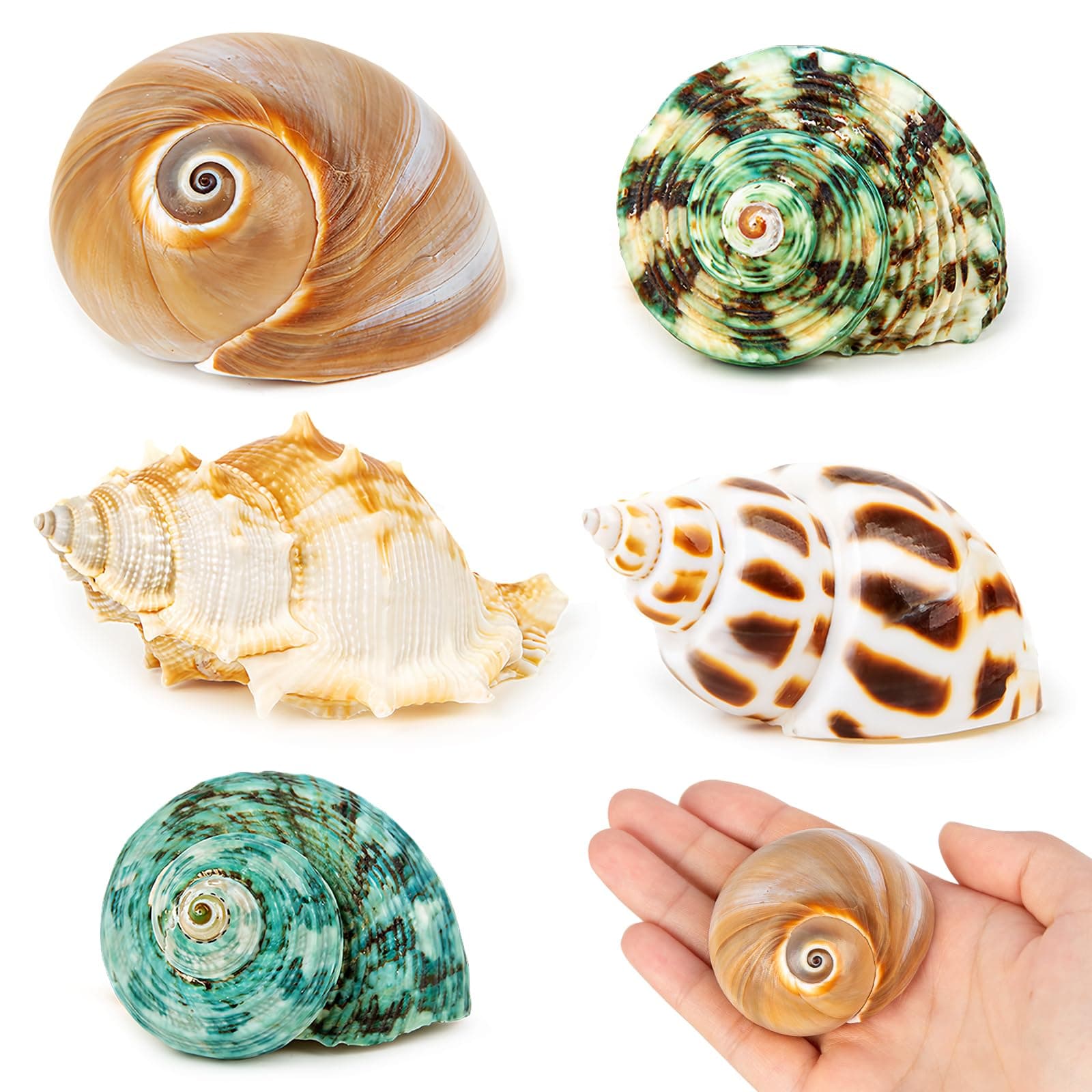 5PCS Hermit Crab Shells | Natural Sea Conch Size 2.1" - 2.8", Opening Size 1" - 1.5" | Medium Large Turbo Seashells for Hermit Crab Supplies and Beach Decoration Sea Shell