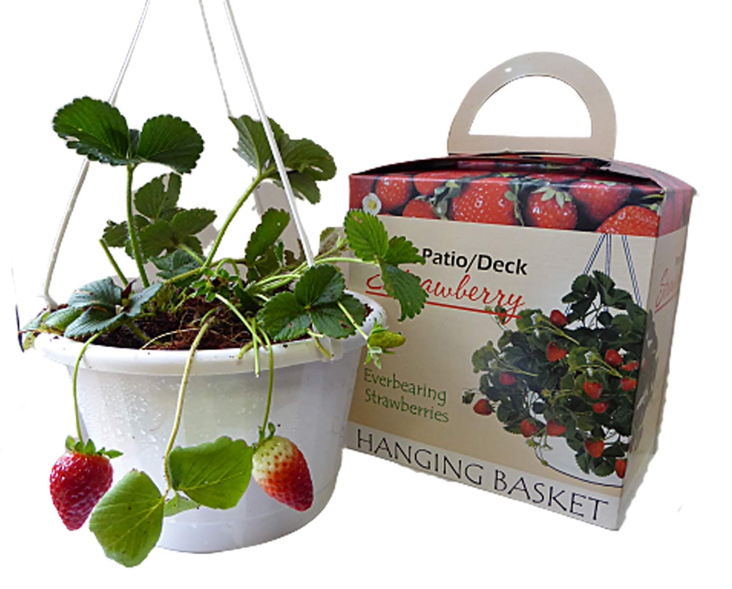 Strawberry Grow kit with 3 Bare Root Plants