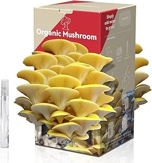 inbloom Large Organic Golden Oyster Mushroom Growing Kit, Beginner-Friendly Yellow Mushroom Grow Kit, MD USA Non-GMO Mushroom Kit, Harvest Mushrooms in 10 Days at Home