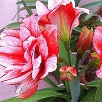 Amaryllis Seeds 20Pcs/Bag Amaryllis Seeds Quick Growth Landscaping Non GMO Easy Care Amaryllis Seeds Houseplants Garden Supplies Red