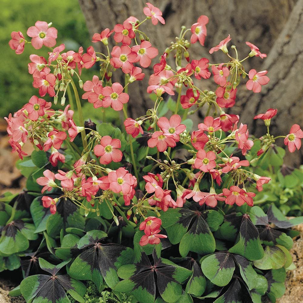 Oxalis Deppei - The Iron Cross (25 Bulbs)