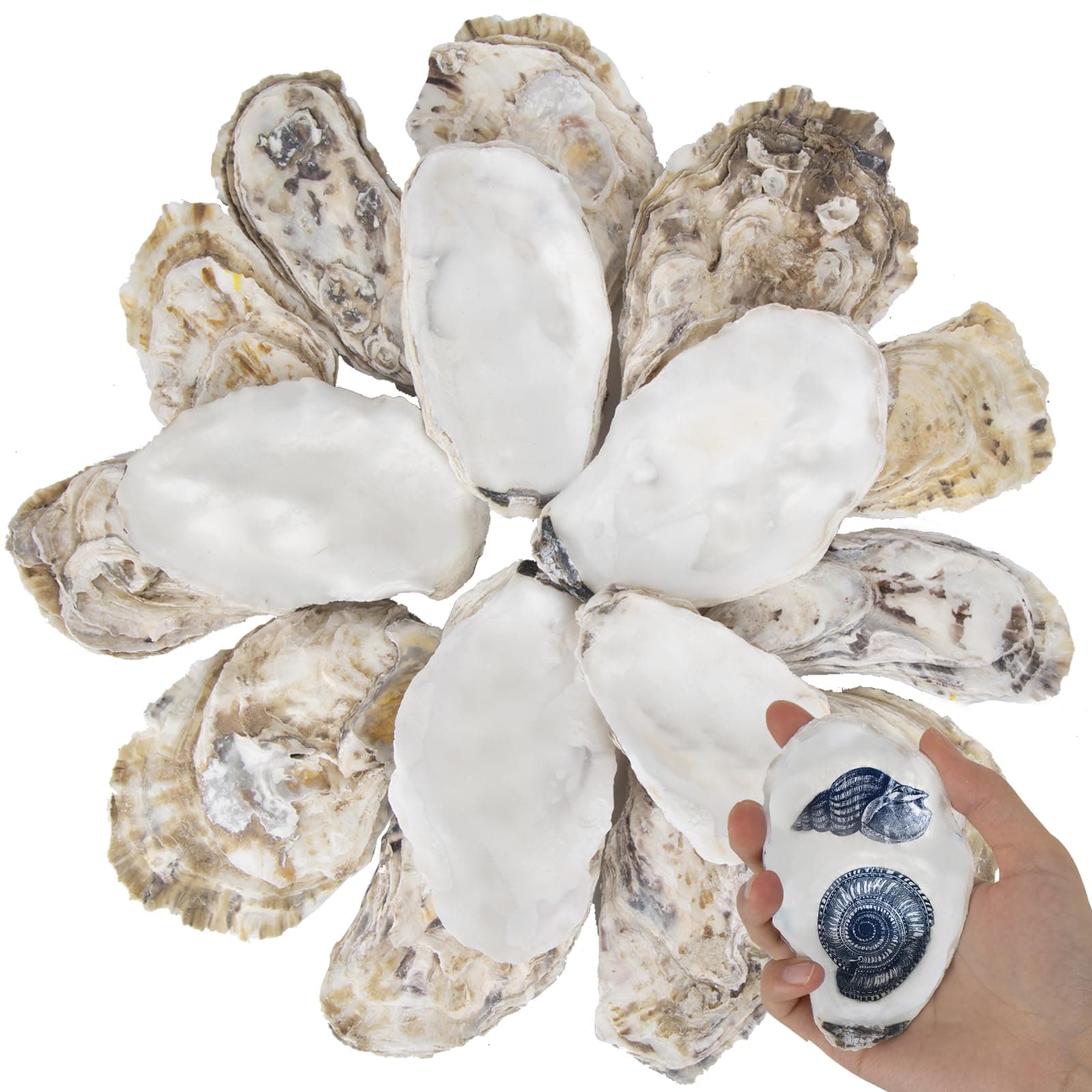 20 PCS Flat Oyster Shells for Crafts 3"-5" Natural Oyster Shells Bulk, for Home Vase Filler, Xmas Ornaments, DIY Arts and Crafts Sea Shells