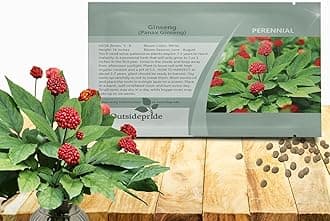 Outsidepride Panax Ginseng Seeds - 20 Pcs. Perennial, Low Maintenance & Shade-Tolerant, Herb Seeds for Planting Slow-Growing White Blooms with Thick, Fleshy Roots for Versatile Uses & Herb Gardens