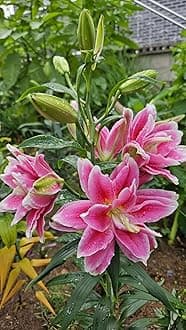 SVG® Oriental lily Double Imported Flower Bulbs All season for Your Home and Gardening Pack 2 bulbs (PINK)