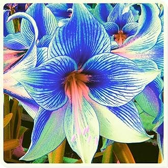 Amarylli Planting Pots to Grow to Grow Surprise Fall or Spring Indoor or Outdoor Professional-3bulbs-e