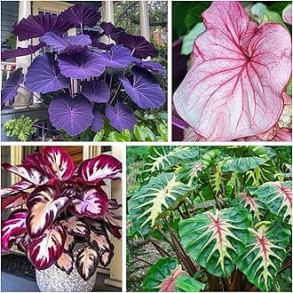 Large-Leaf Elephant Ear, Garden Decorative Planting-a-4 Bulbs