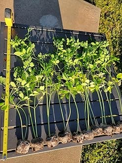 3 Moringa Plants with Free Moringa Seeds - Live Moringa Tree - Moringa Oleifera Plant - Moringa Tree - Drumstick Tree - Miracle Tree - Established Roots - Non-GMO - Organic - Moringa Plants - Herbs