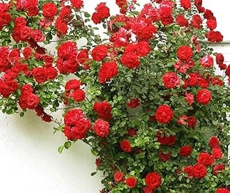 Live Red Climbing Rose Plant, Fragrant Flowers, Creeping, Rambling, Ornamental Vining Plant with Plastic Pot (ROSE FLOWER PLANT) (Climbing Red Rose Plant)