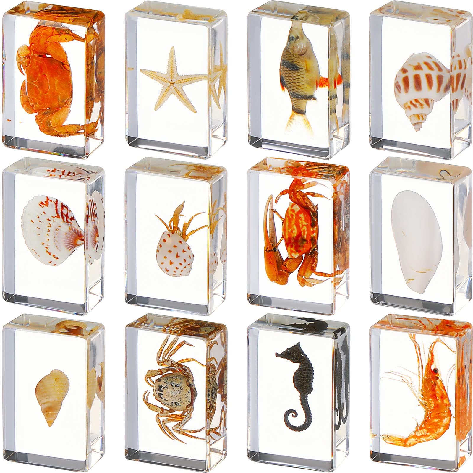 Macarrie 12 Pcs Bug Collection Kit for Kids Insect Specimens Real Specimens of Butterflies Beetles for Kids Classroom Science Education Animal Collection, Bug Preserved, Biology(Ocean Theme)