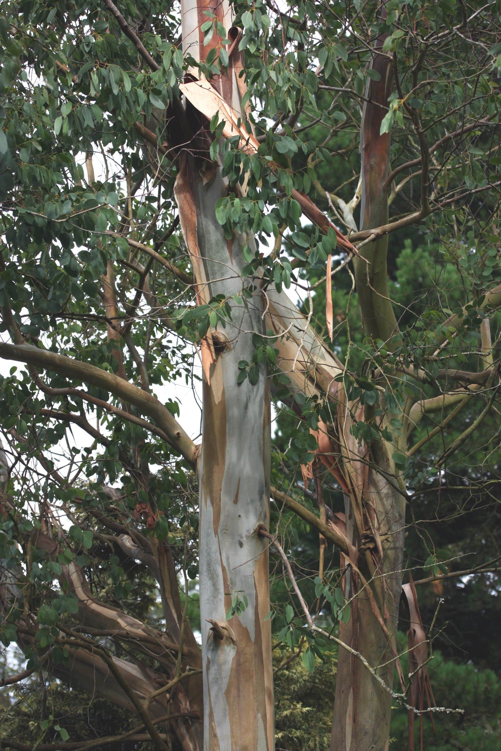 Eucalyptus gunnii AGM