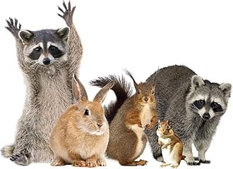 LENA FIORE’ INC Woodland Animals Window Decal Cling - Raccoon & Friends Vinyl Sticker