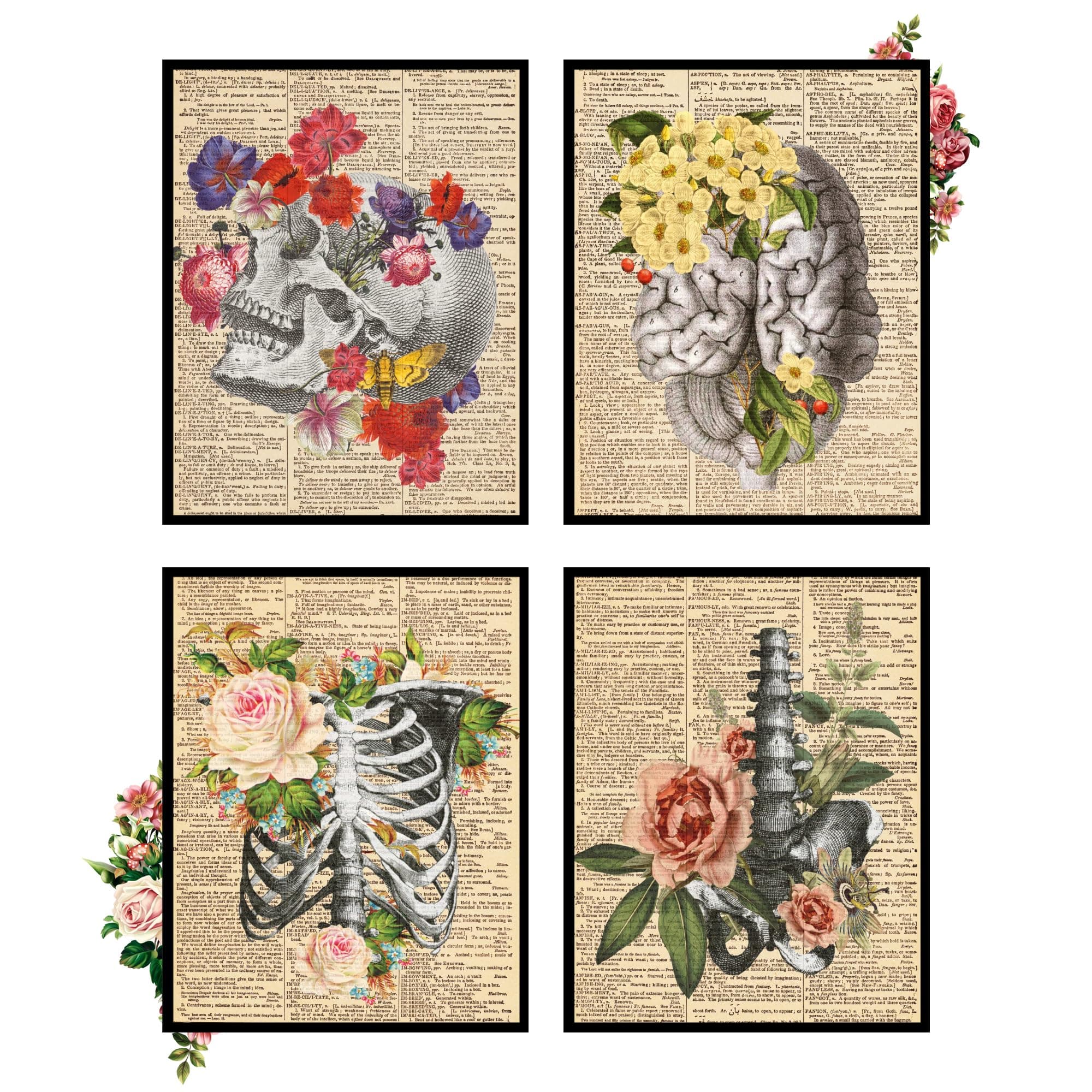 Anatomy Prints