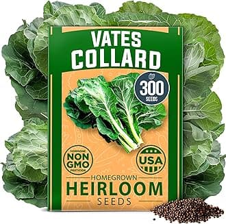 HOME GROWN Vates Collard Green Seeds 300+ Heirloom Non GMO Seeds for Planting, Fall & Winter Garden, High Germination, Frost Tolerant, Slow to Bolt, Nutritious Leafy Greens (Brassica oleracea)